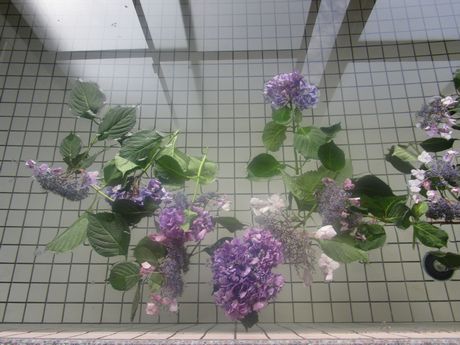 紫陽花風呂