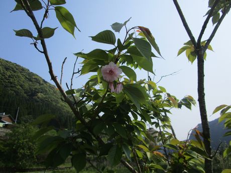 八重桜