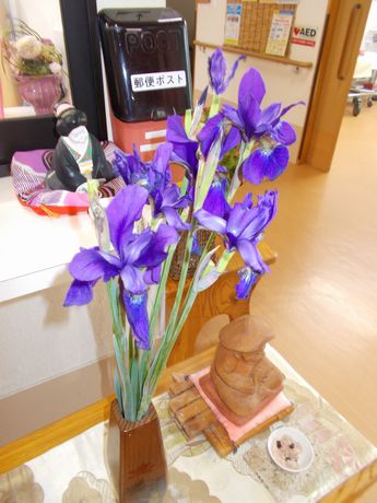 アヤメ
