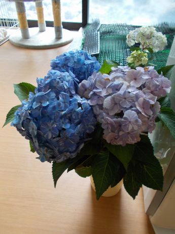 紫陽花