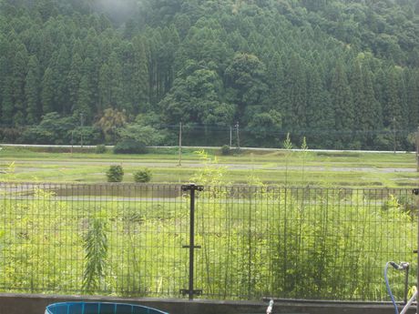梅雨