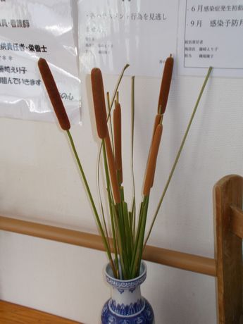 ガマの穂