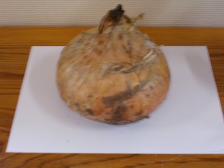 玉ねぎ