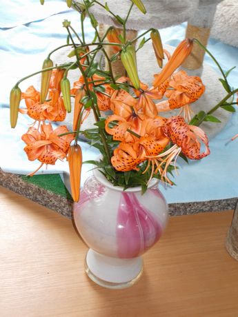鬼百合
